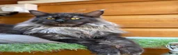 Maine Coon cats for sale: Beautiful Black Smoke Boy in London - Advert 1