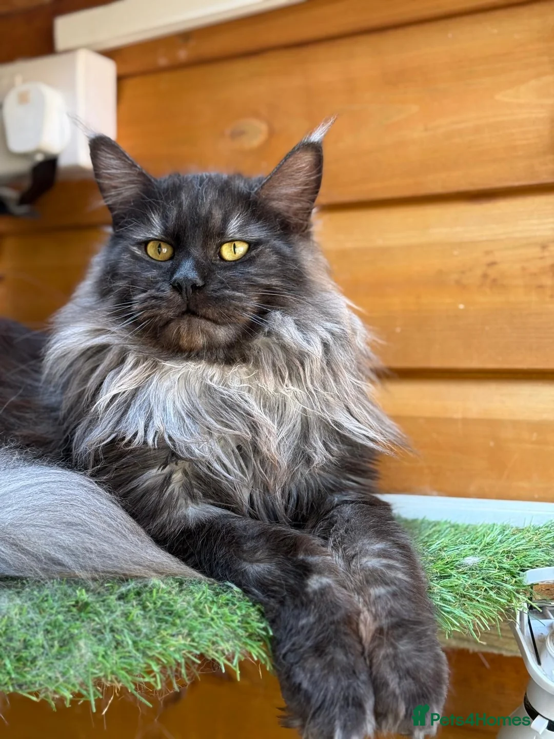 Maine Coon cats for sale: Beautiful Black Smoke Boy in London - Advert 1