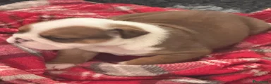 English Bulldog 1