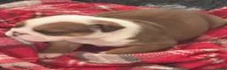 English Bulldog dogs for sale: Red/White KC Reg Female English Bulldog Puppy - Advert 6
