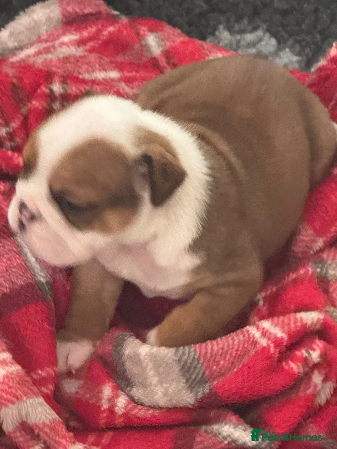 English Bulldog dogs for sale: Red/White KC Reg Female English Bulldog Puppy - Advert 6