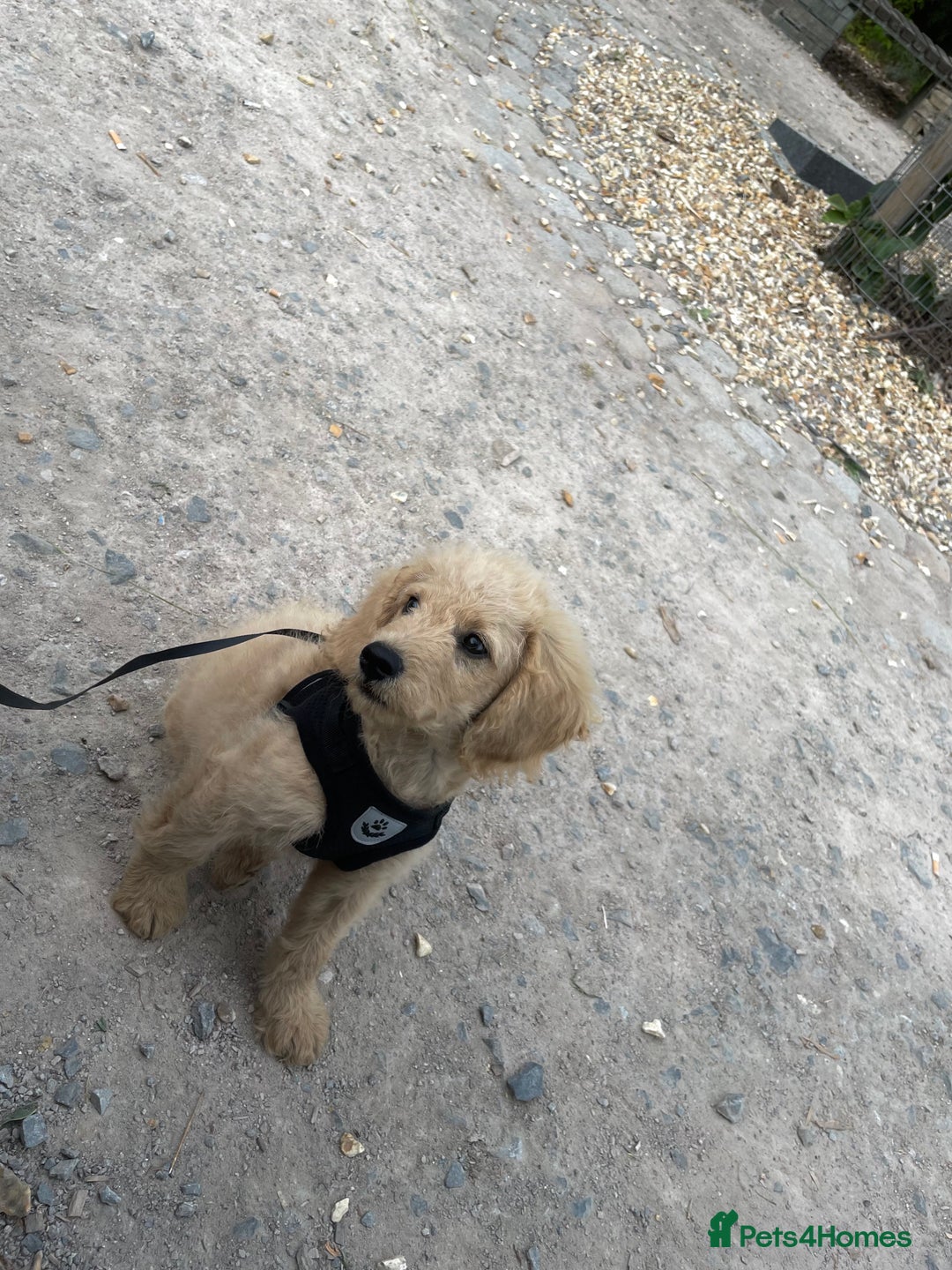 Mixed Breed dogs for sale: Cockapoo x Labradoodle  - Image 4