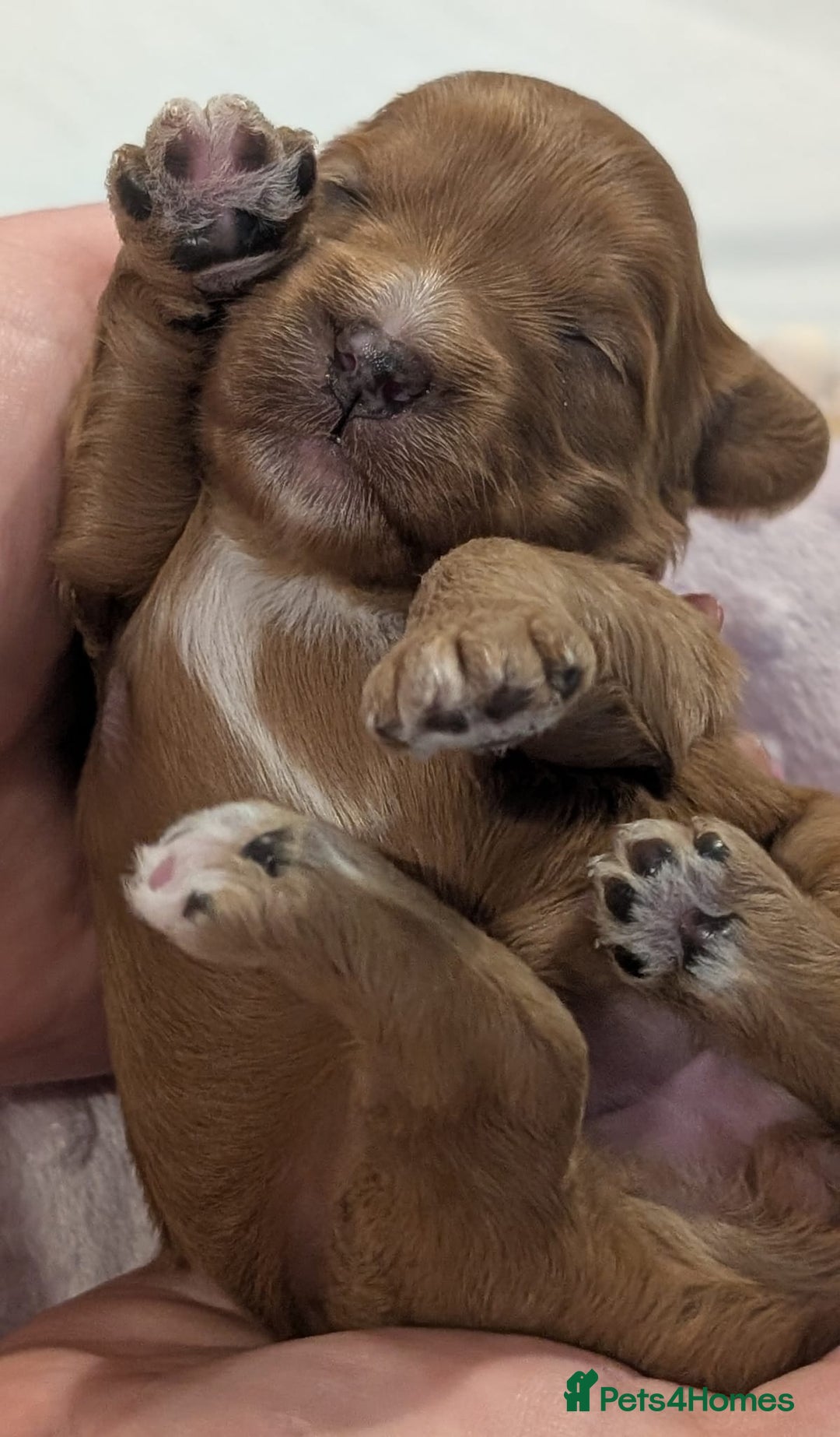 Cavapoo dogs for sale: Rare extensively health tested F1 cavapoos  - Image 24