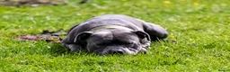 Staffordshire Bull Terrier dogs for stud: Bear/blue Staffordshire bull terrier - Advert 6