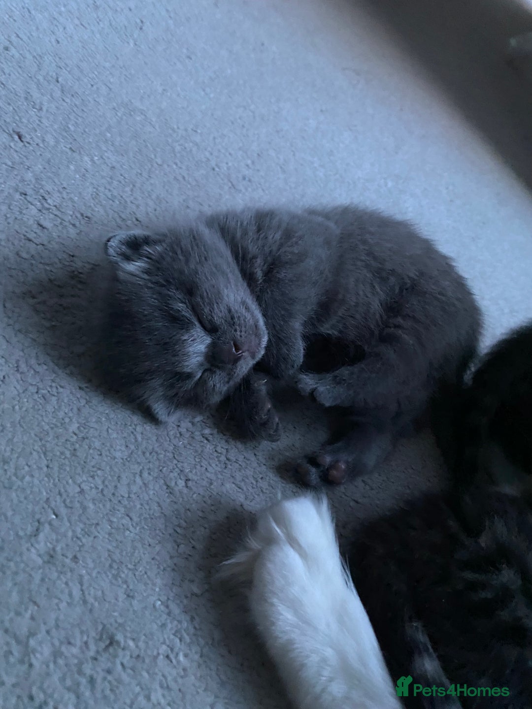 RagaMuffin cats for sale: 🐾 **Charming Ragdoll-Kittens for Adoption!** 🐾 - Image 13