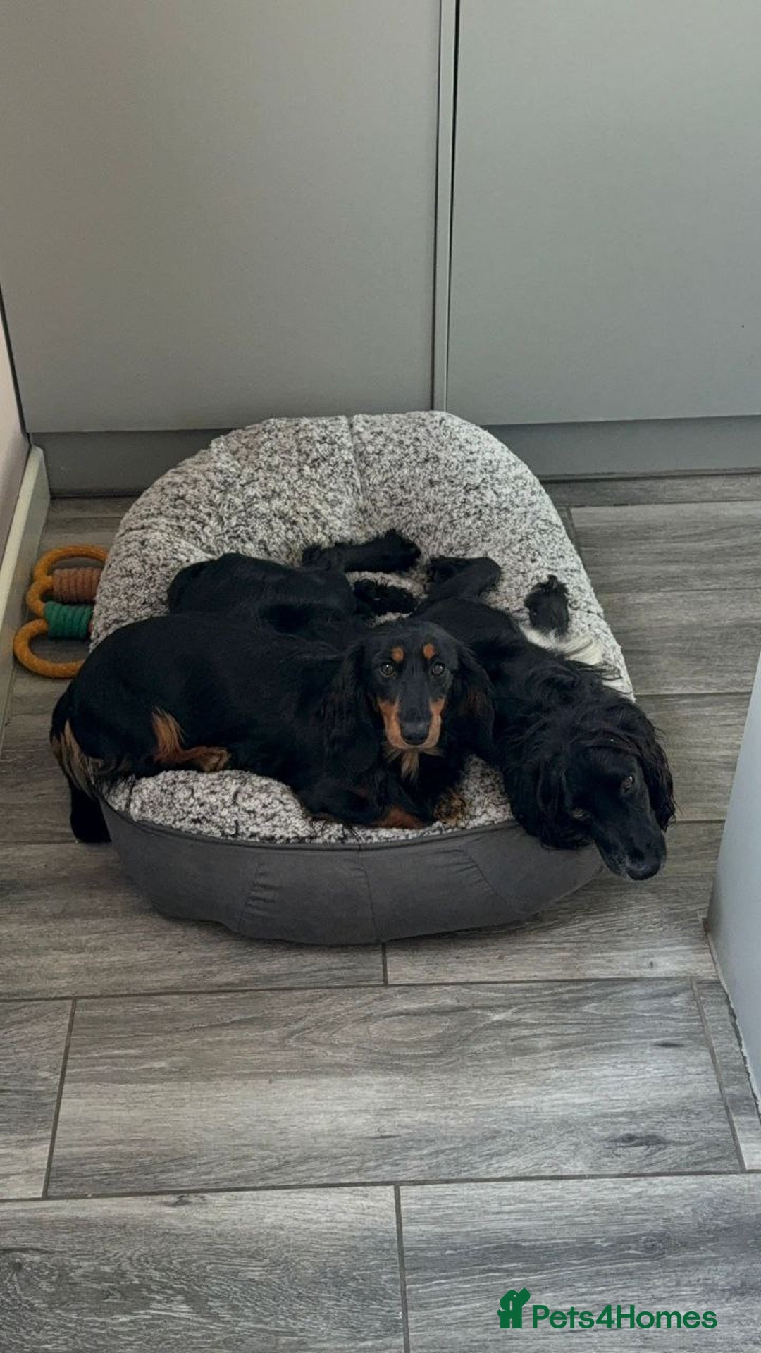 Dachshund dogs for sale: Beautiful Puppies - Advert 9