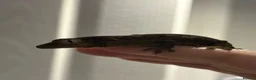 Gecko reptiles for sale: Chahoua Gecko - Advert 3