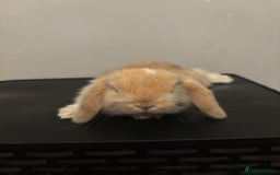 Dwarf Lop rabbits for sale: Baby rabbits  - Image 6