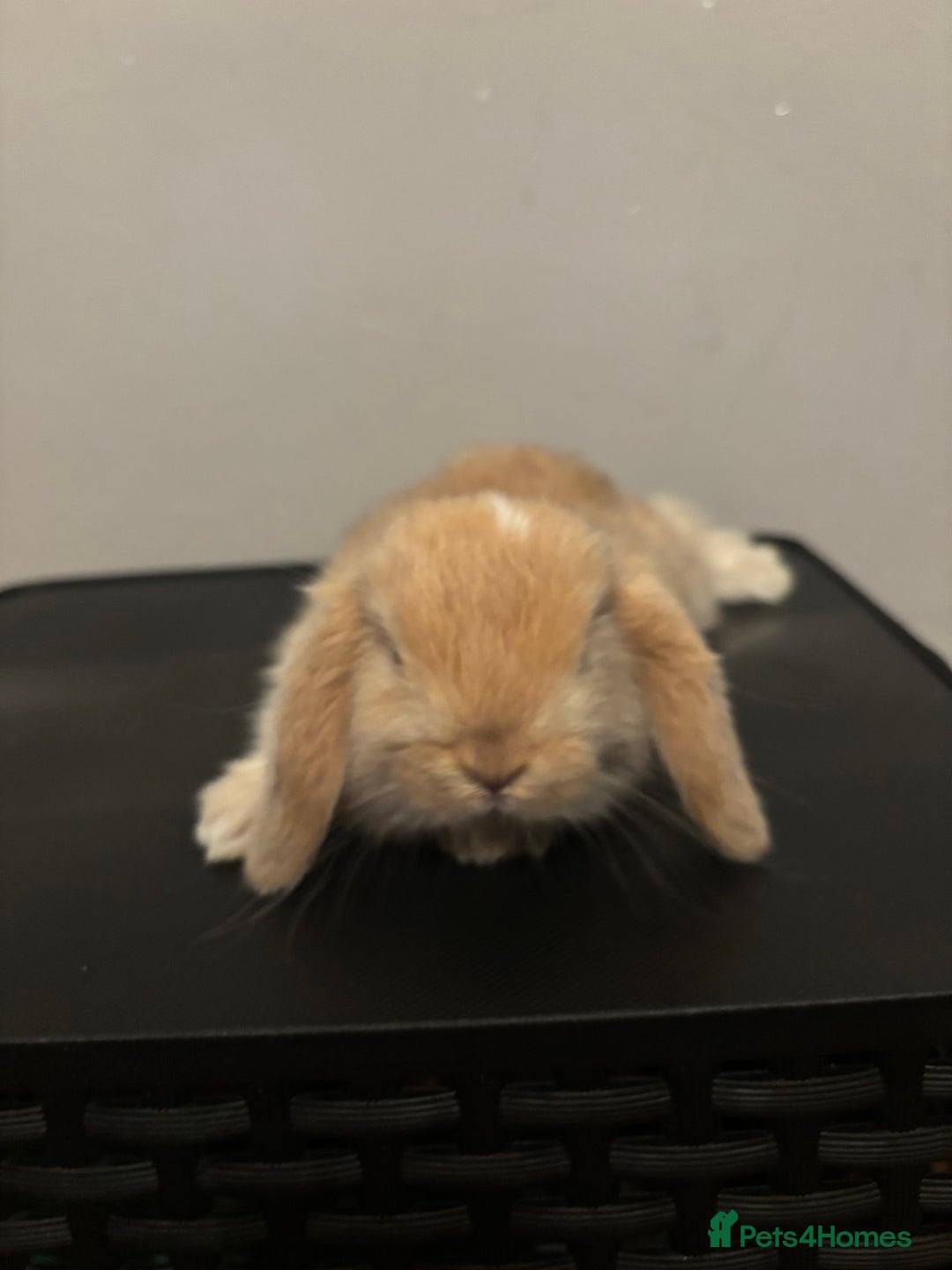Dwarf Lop rabbits for sale: Baby rabbits  - Image 6