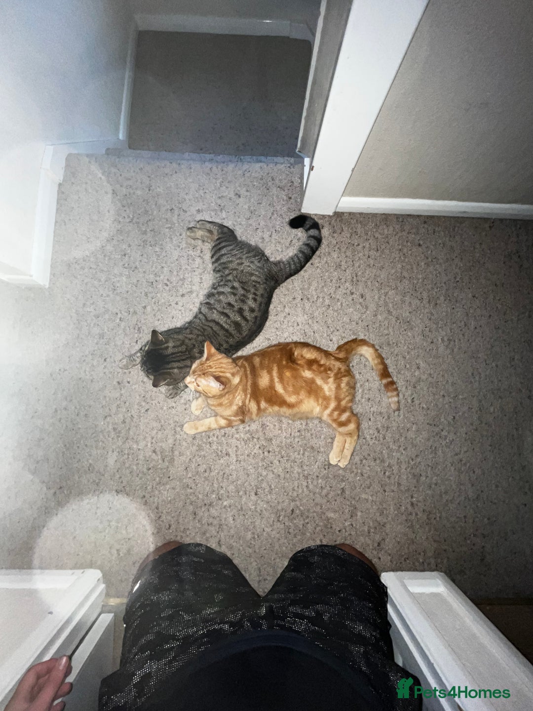 Domestic Shorthair cats for sale: Zargo - Advert 6