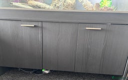 Bearded Dragon reptiles for sale: Bearded dragon with full set up  - Image 6