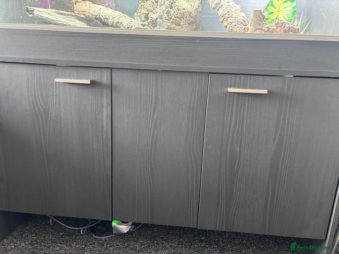 Bearded Dragon reptiles for sale: Bearded dragon with full set up  - Image 6
