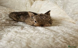 Netherland Dwarf rabbits for sale: Netherland Dwarf bunnies - Image 20
