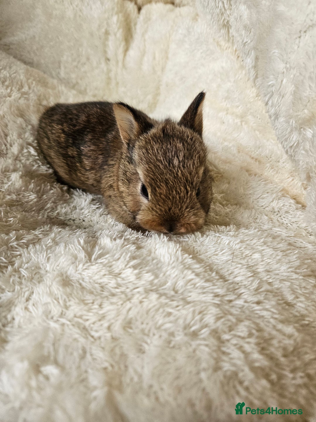 Netherland Dwarf rabbits for sale: Netherland Dwarf bunnies - Image 20