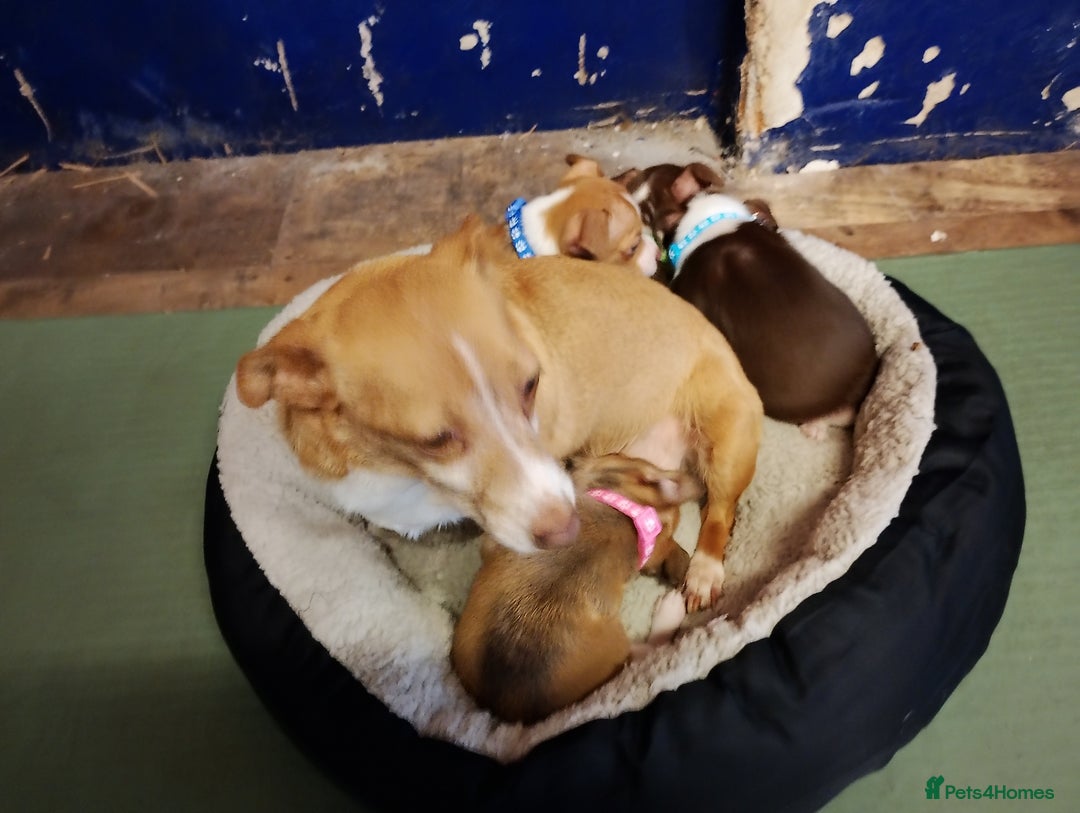Mixed Breed dogs for sale: Four bueatuful pups forsale  - Advert 25