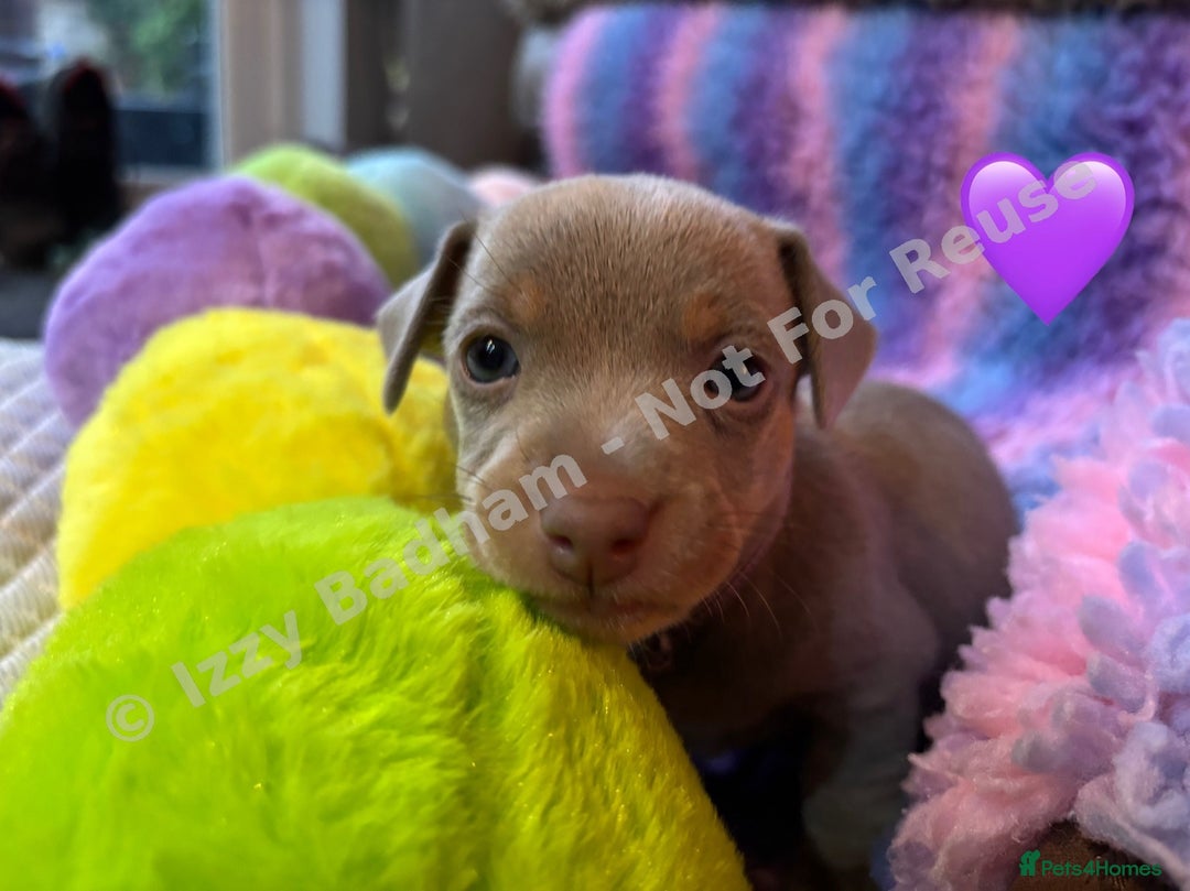 Jack Russell dogs for sale: Lilac and Chocolate Jack Russell Terrier Puppies  - Advert 15