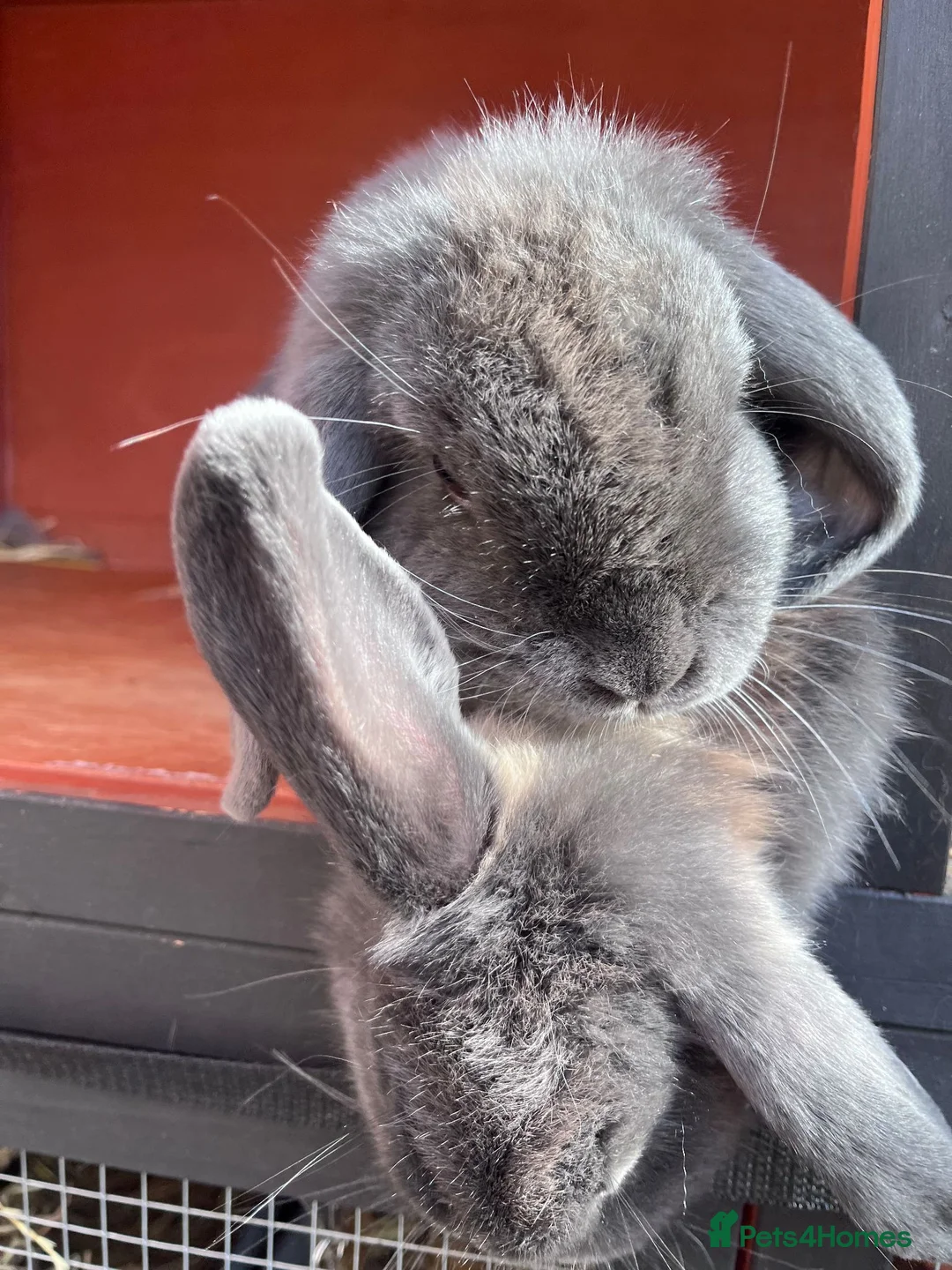 Mini Lop rabbits for sale: Beautiful Bonded Mini Lop Sisters – 1 Year Old in Macclesfield - Advert 9