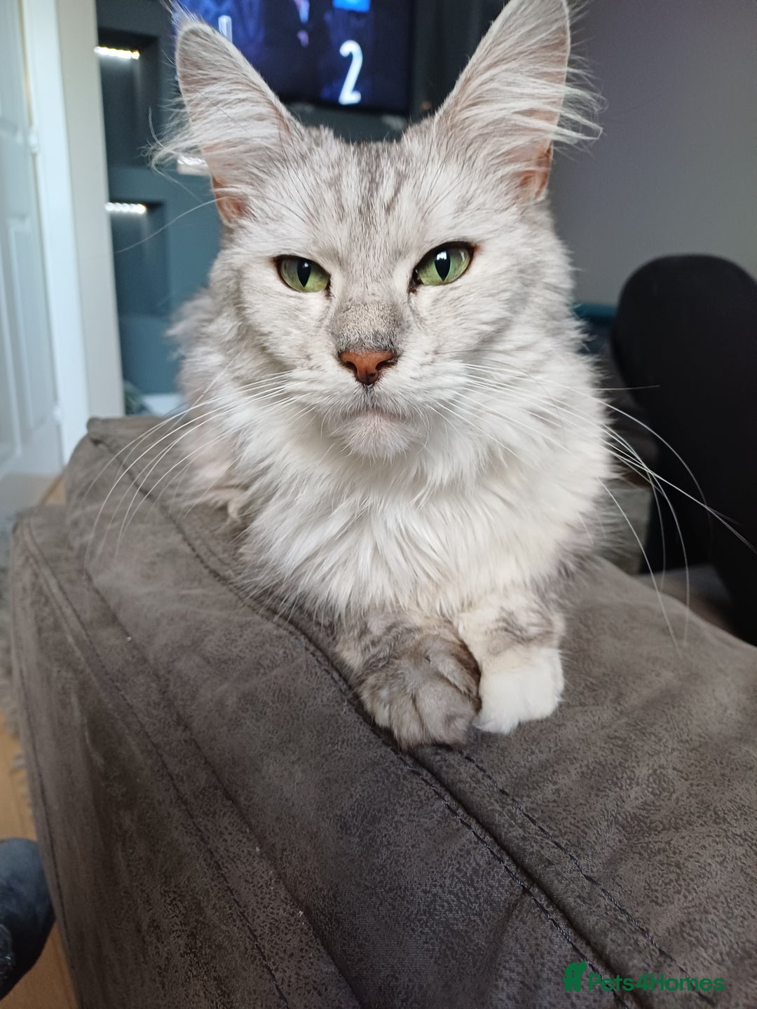 Maine Coon cats for sale: Maine Coon female  - Advert 2