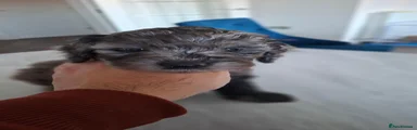 Cockapoo 4 Grey Merle