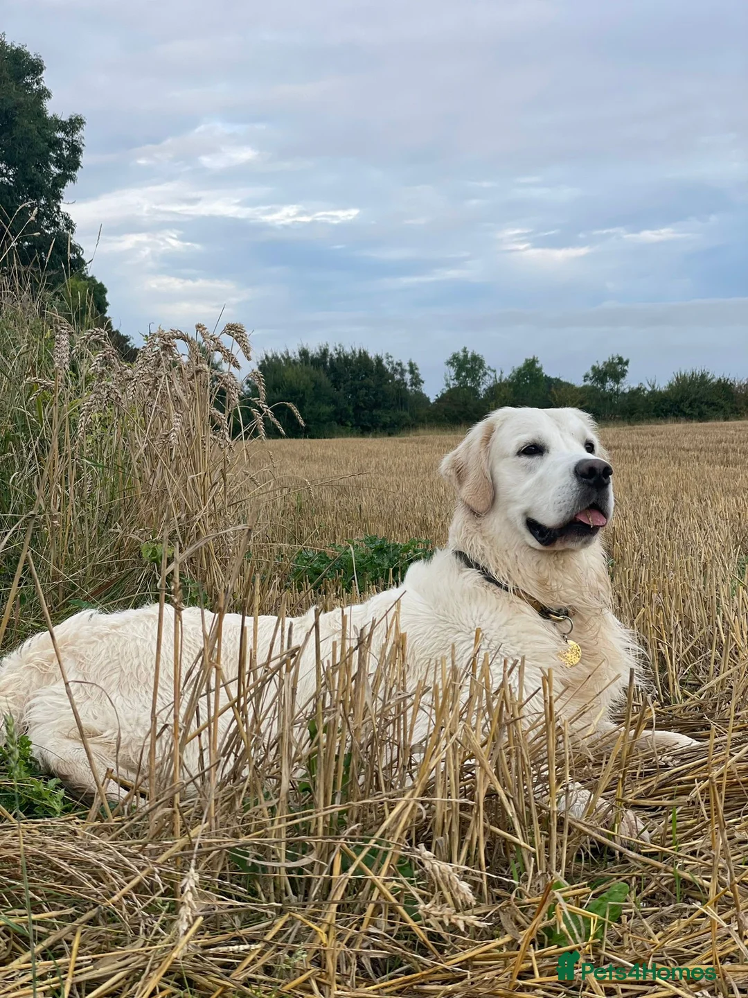 Golden Retriever dogs for sale: KC Golden Retrievers - Now taking reservations  in Barnsley - Advert 21