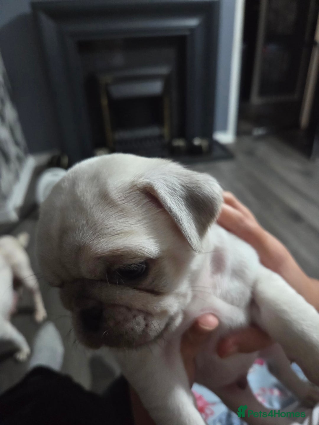 Pug dogs for sale: Beautiful chunky pure pug puppies!! - Advert 2