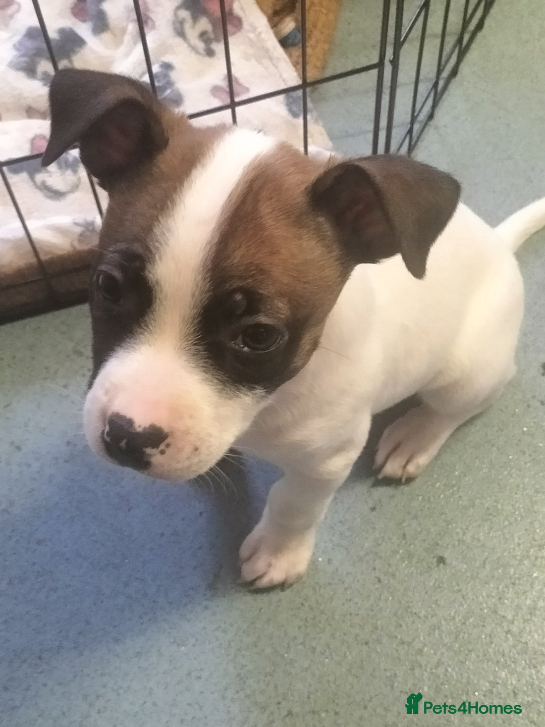 Mixed Breed dogs for sale: Cute litter of puppies  - Advert 2