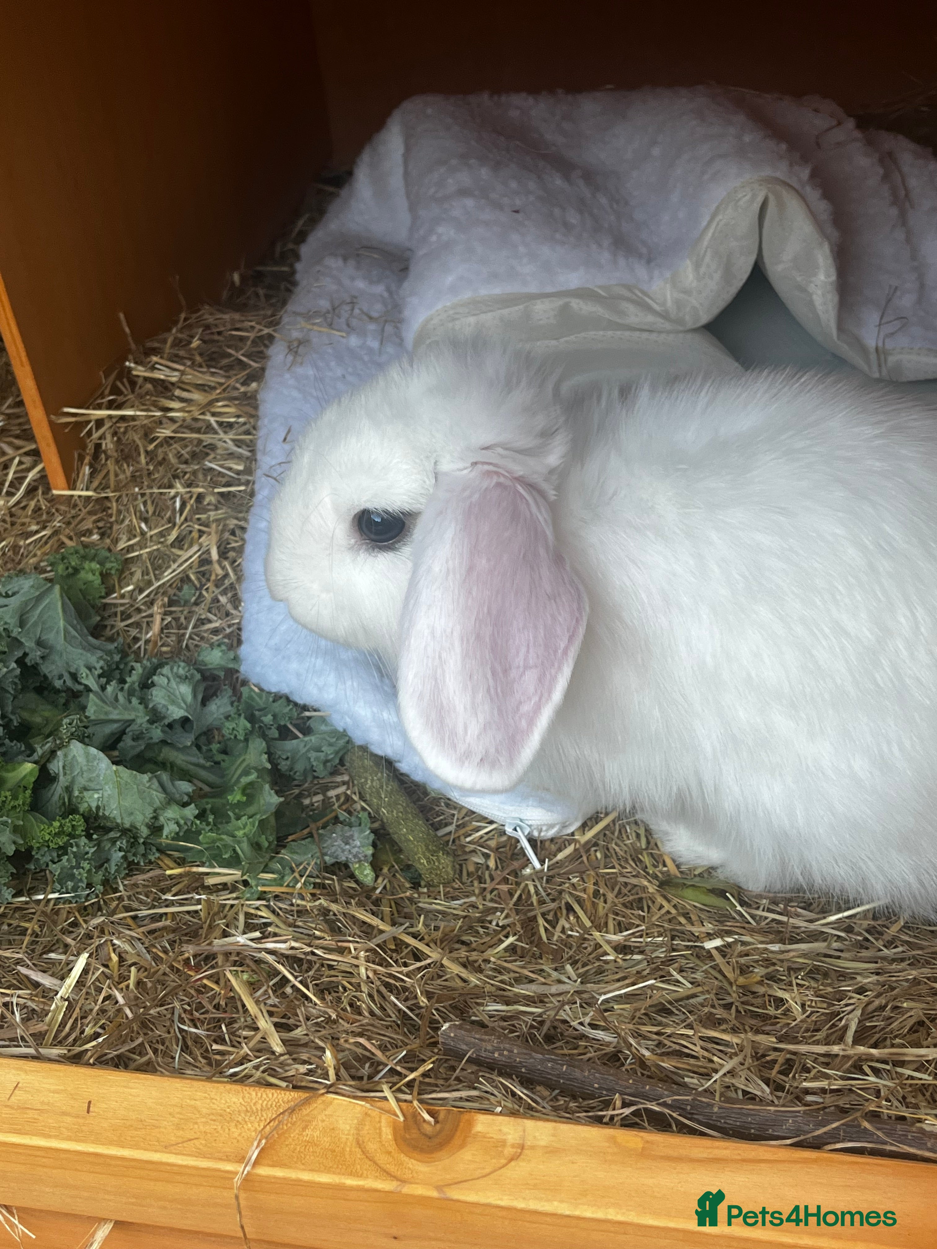 Dwarf Lop rabbits white lop rabbit free to a good home - Advert 4