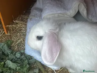 Dwarf Lop rabbits white lop rabbit free to a good home - Advert 4