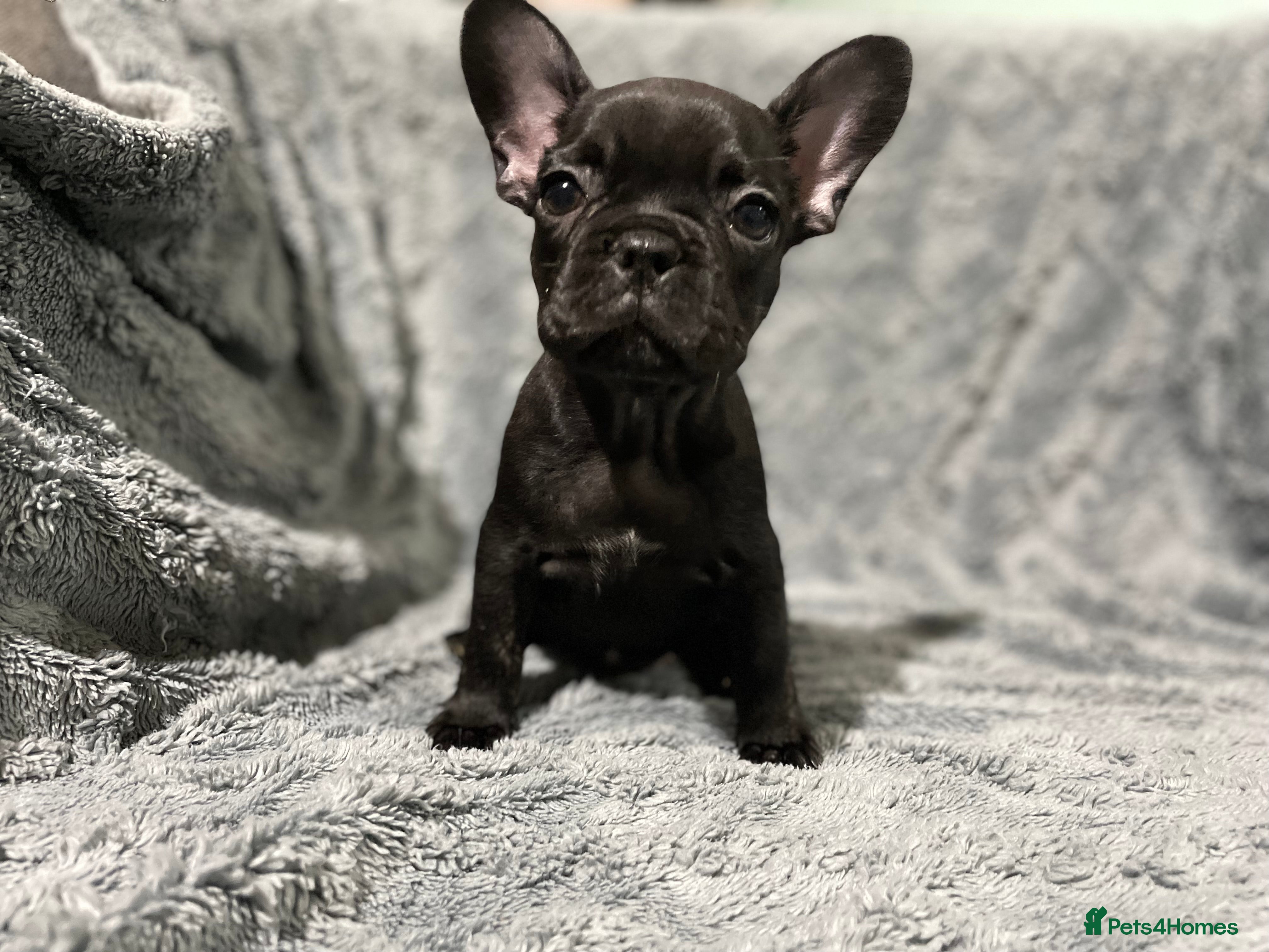 French Bulldog dogs French bulldog puppies - Advert 16