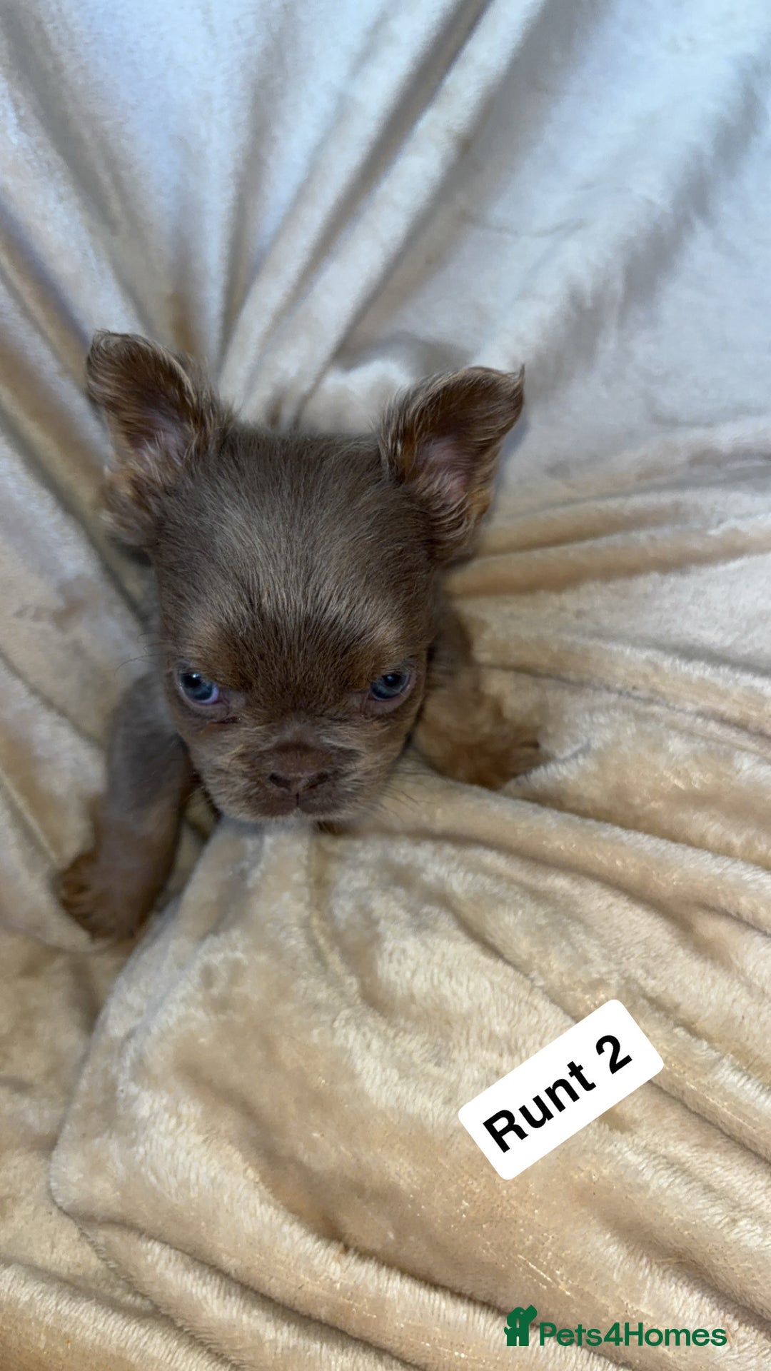 French Bulldog dogs for sale: Pure visual fluffy Frenchie’s  - Image 3