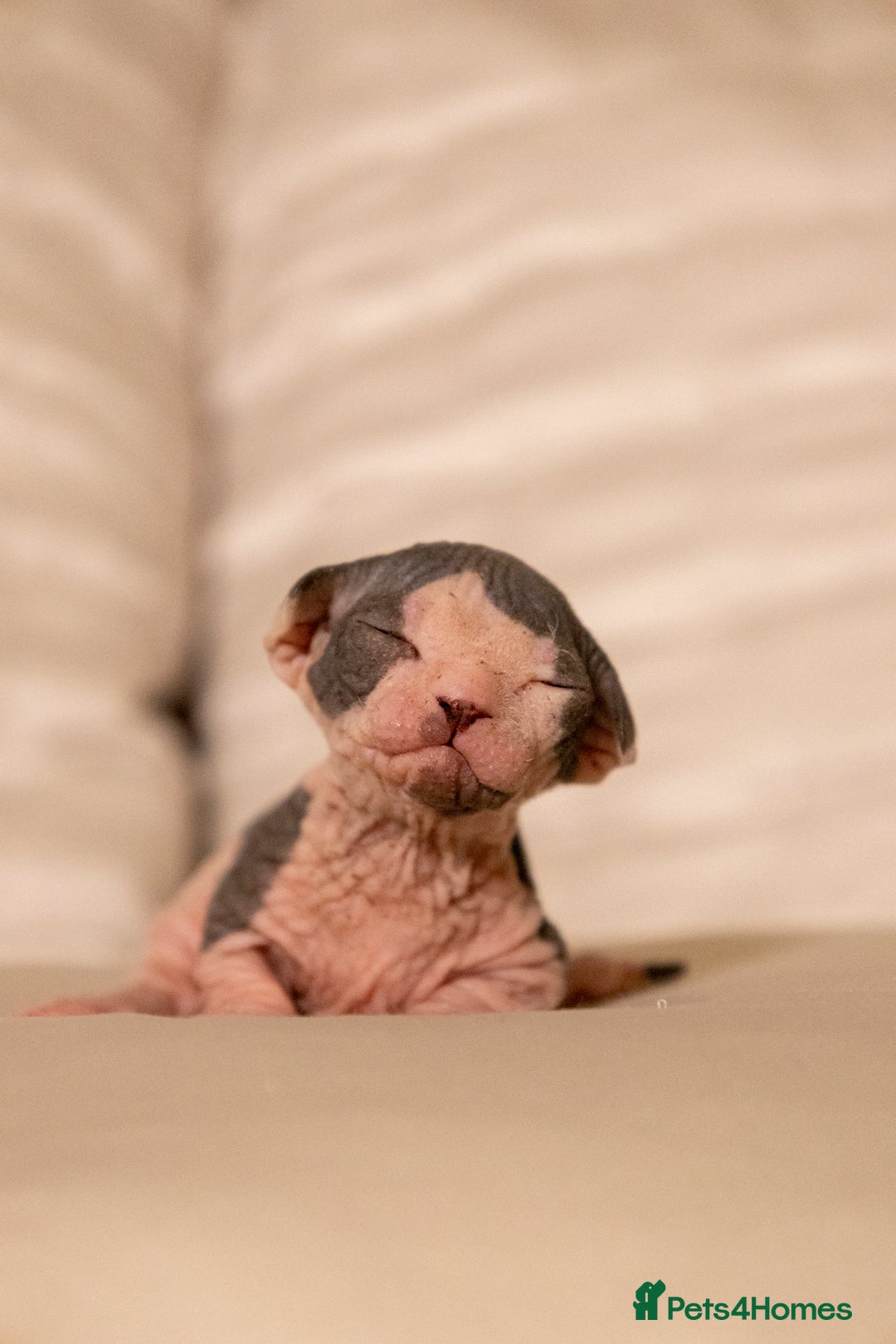 Sphynx cats for sale: Two beautiful male Sphynx kittens  - Advert 4