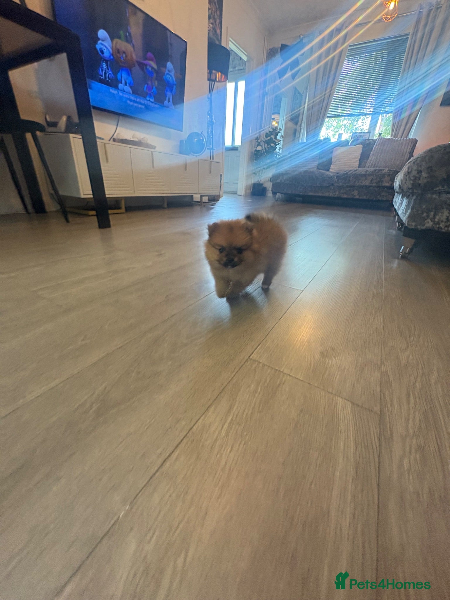 Pomeranian dogs 1 beautiful female teddy Pom  - Advert 5