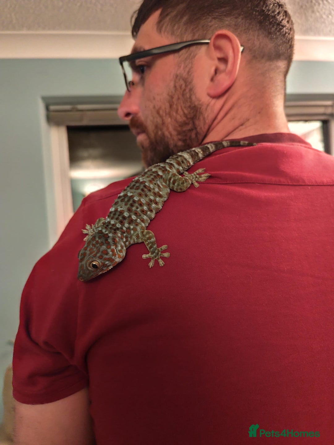 Gecko reptiles for sale: 2 x Female Tokay geckos and individual set ups - Image 3