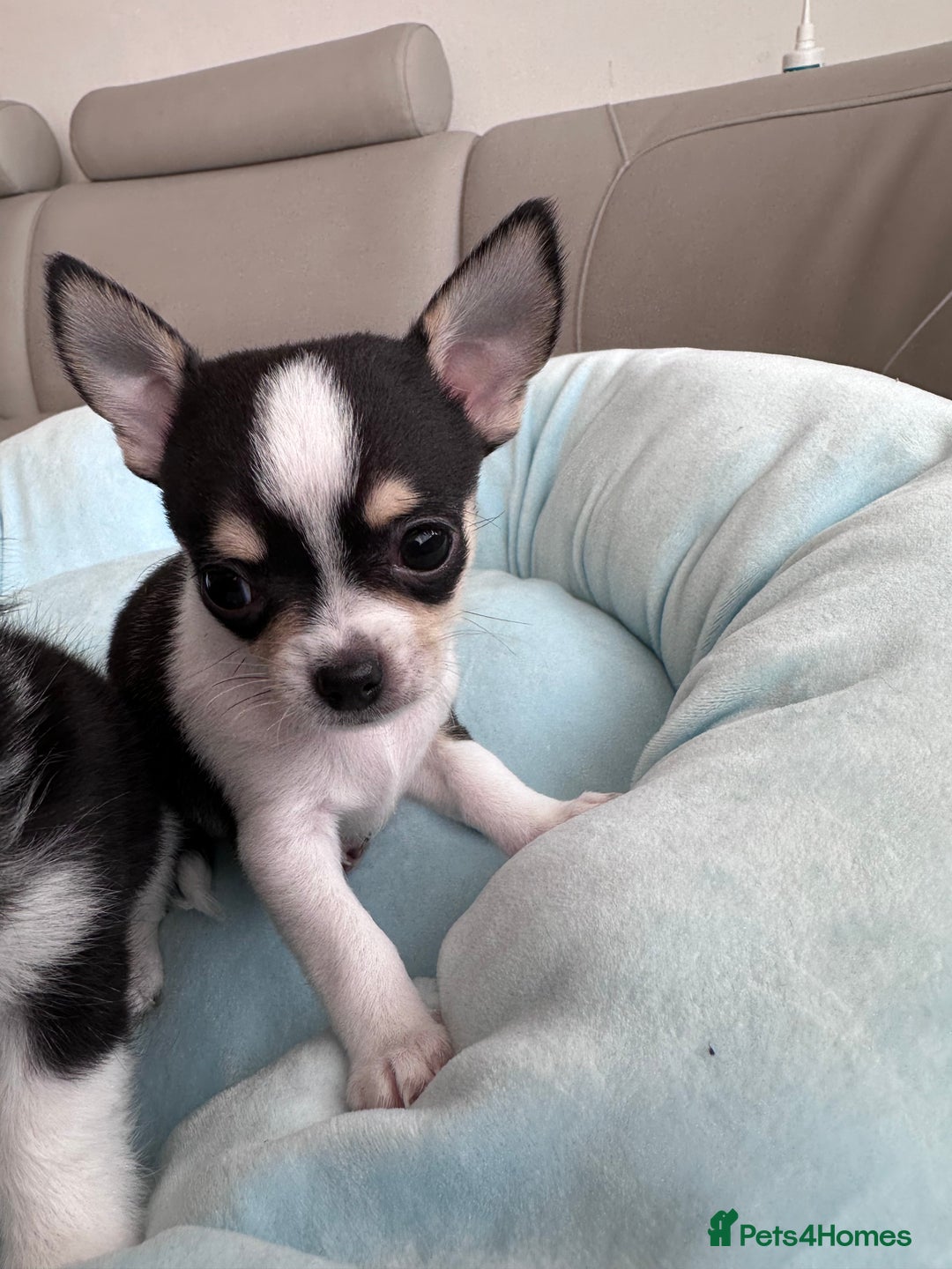 Chihuahua dogs for sale: Chihuahua  - Image 18