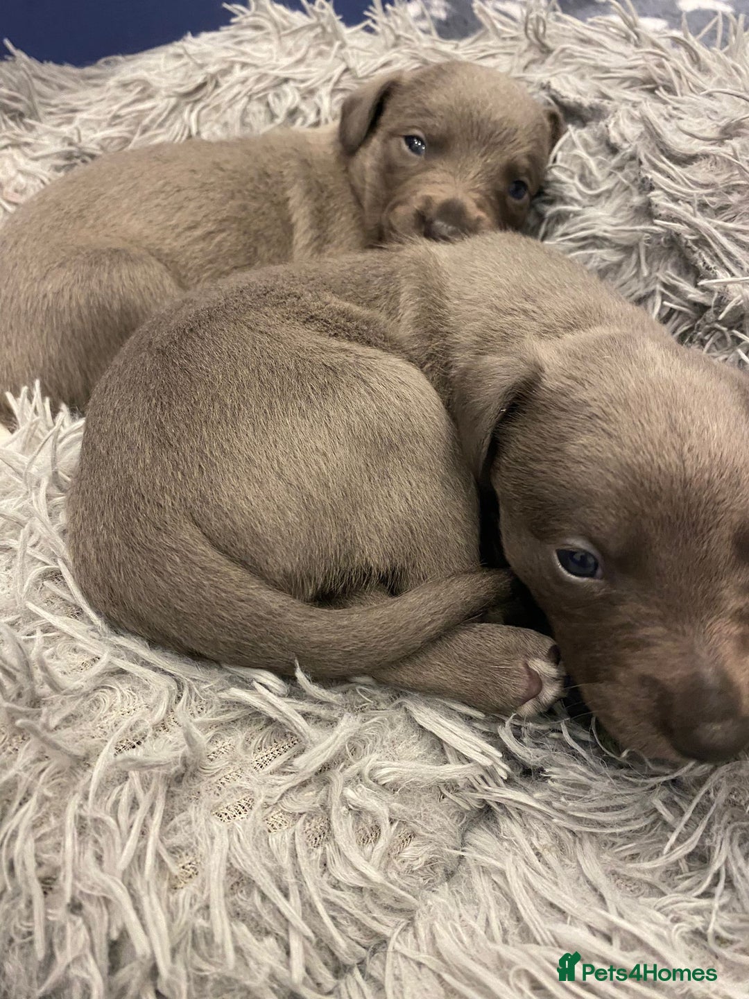 Whippet dogs for sale: Litter of 3 beautiful KC Whippets, Sheffield  - Advert 5