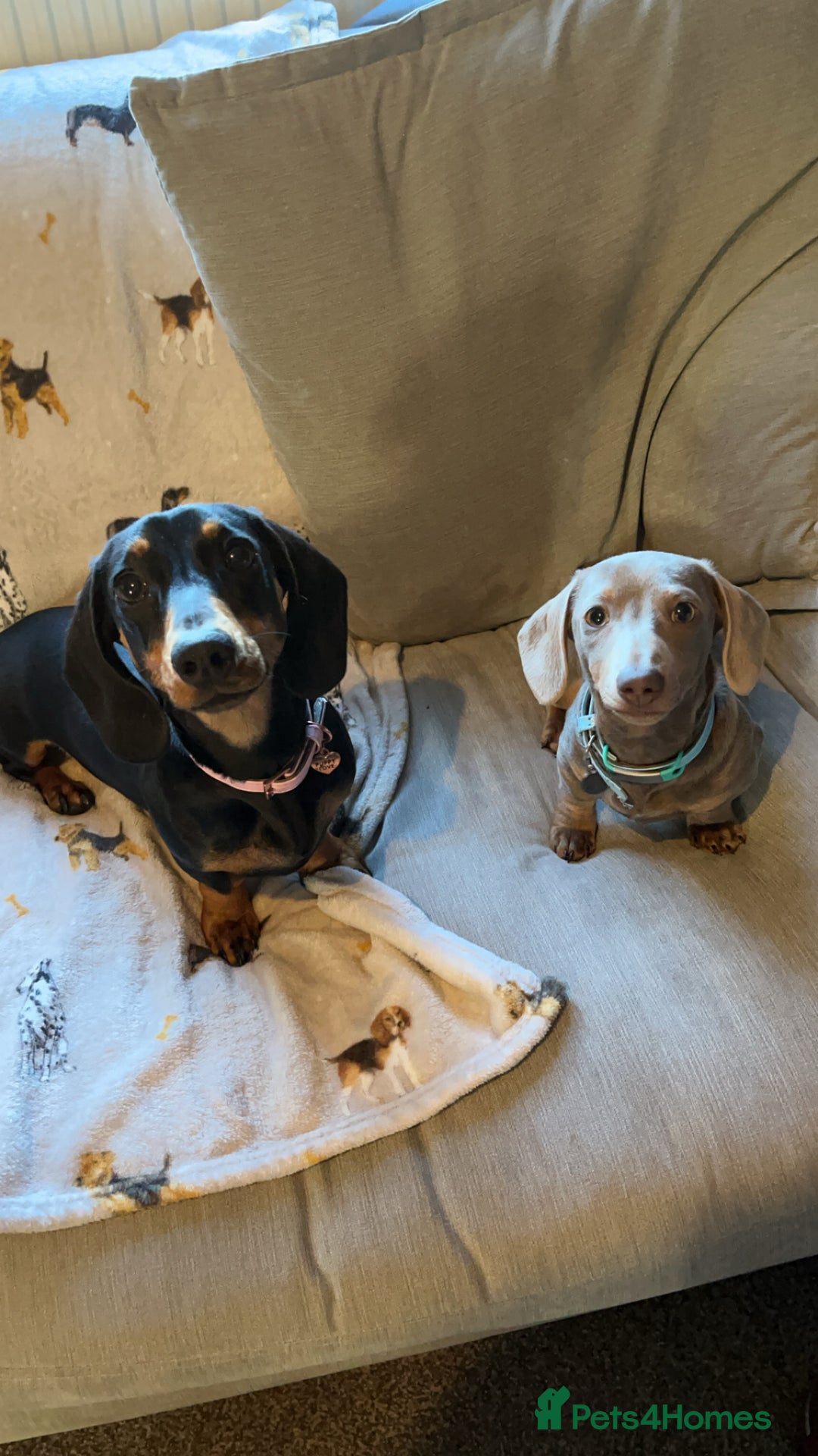 Miniature Dachshund dogs for sale: loving forever home needed for my 2 Mini Dachshund - Advert 8