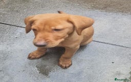 Labrador Retriever dogs for sale: Beautiful Red Fox Labrador Puppies – Ready Now! 🐾 - Image 5