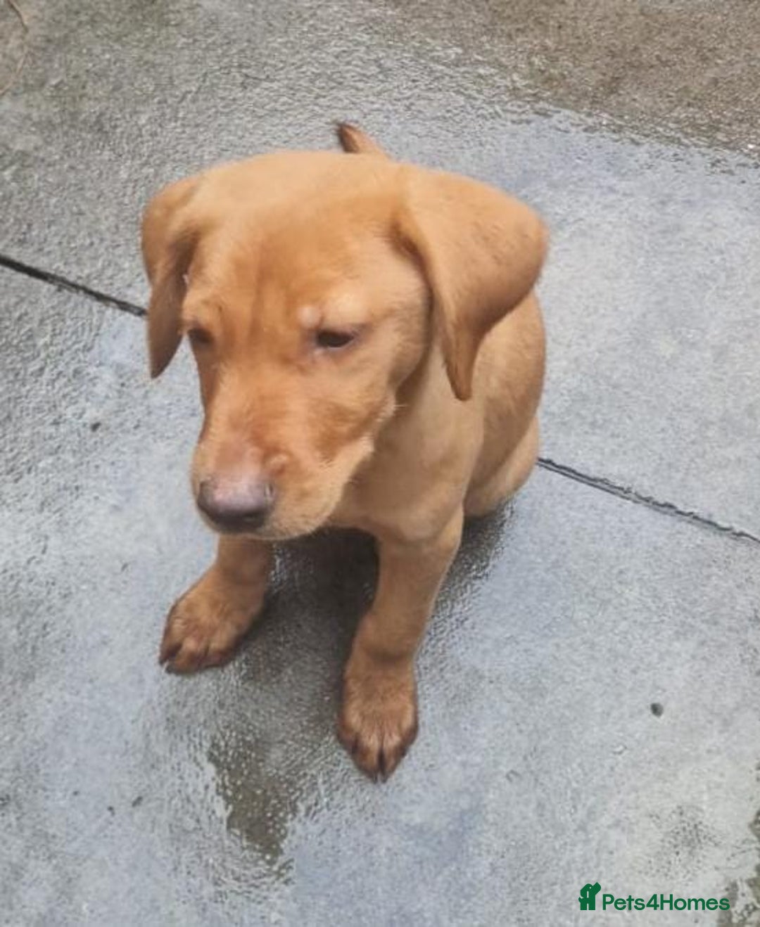 Labrador Retriever dogs for sale: Beautiful Red Fox Labrador Puppies – Ready Now! 🐾 - Image 5