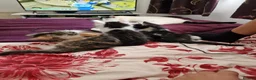 Mixed Breed cats for sale: 4 gorgeous kitten looking for their forever home - Advert 40