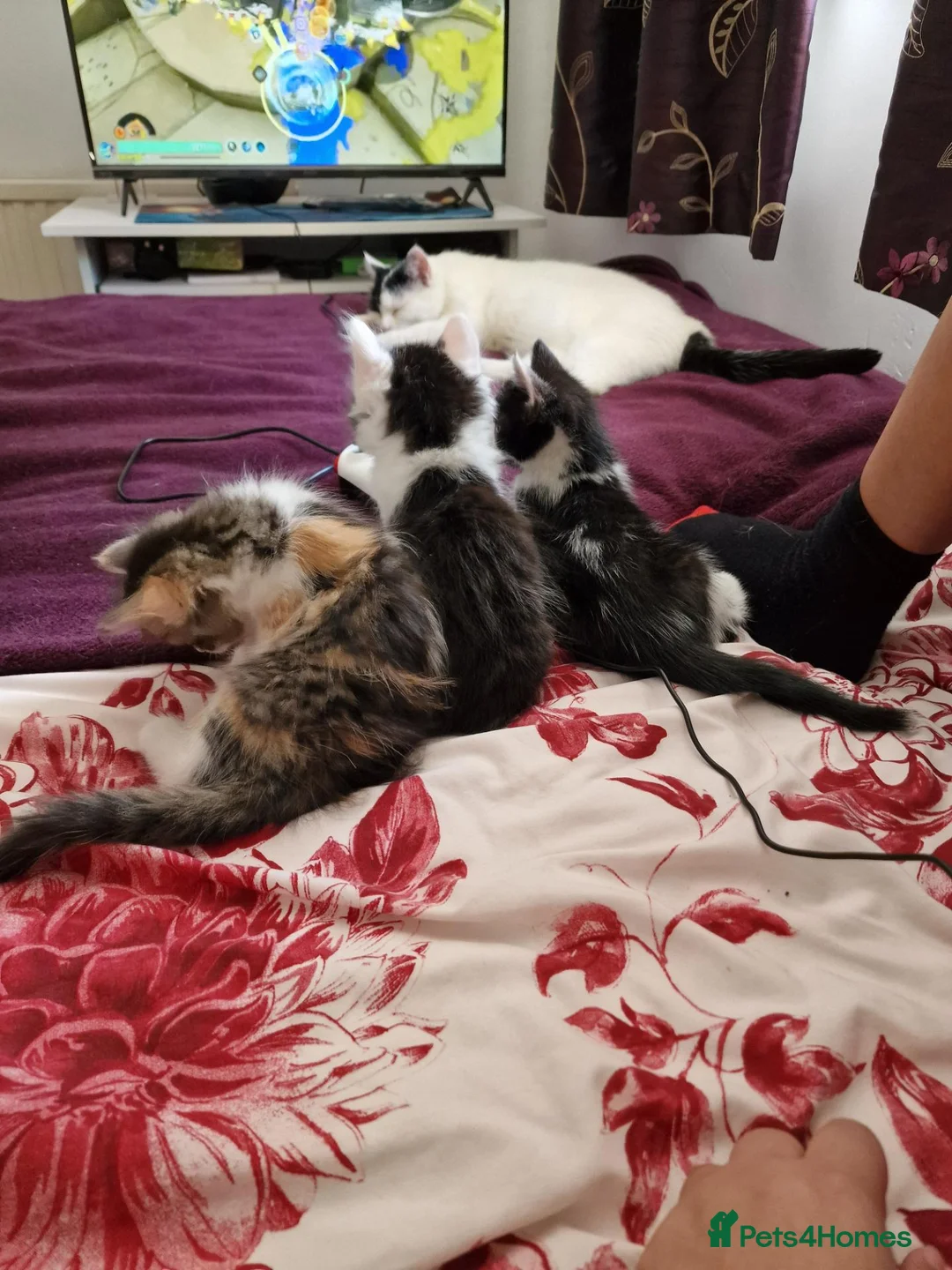 Mixed Breed cats for sale: 4 gorgeous kitten looking for their forever home - Advert 40