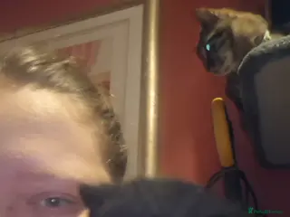 Mixed Breed cats 10 gorgeous kittens ONLY 1 BOY LEFT - Advert 10