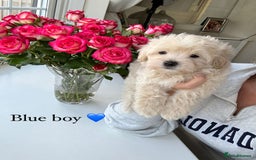 Maltipoo dogs for sale: F1 Maltipoos KC reg health tested parent - Image 2