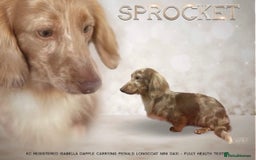 Miniature Dachshund dogs for sale: Stunning Kc Reg Long Hair Mini Dachshund puppies  - Image 8