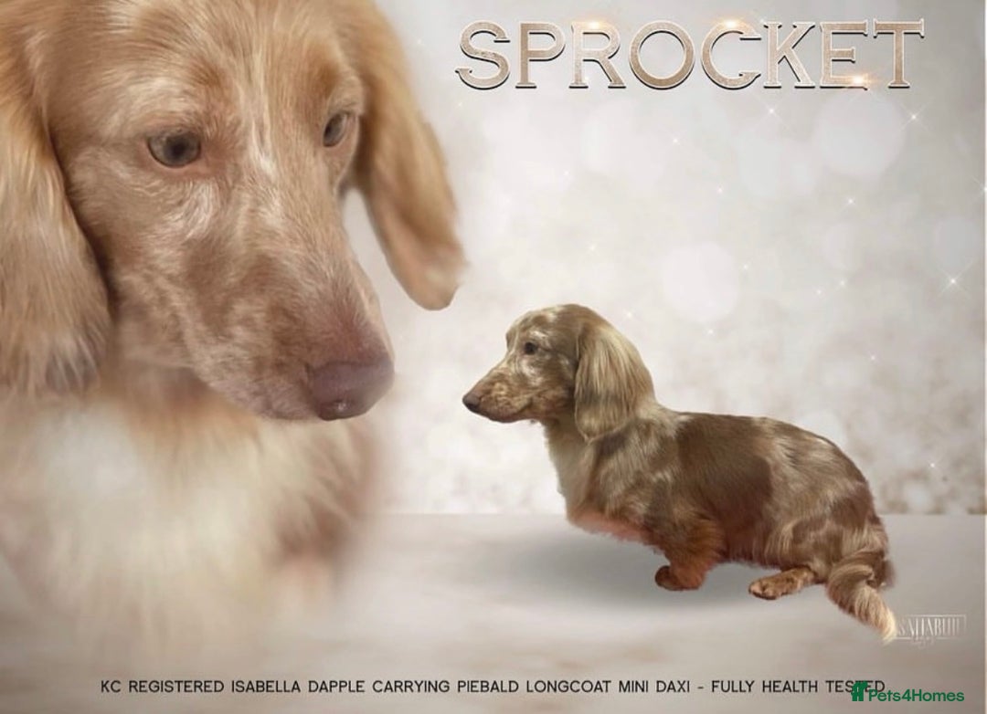 Miniature Dachshund dogs for sale: Stunning Kc Reg Long Hair Mini Dachshund puppies  - Image 8