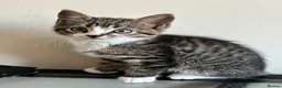 Mixed Breed cats for sale: Beautiful Tabby Kittens - Ready to go - Advert 4