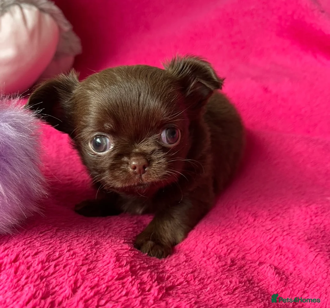 Chihuahua dogs for stud: STUNNING KC LILAC BOY FOR STUD DUTIES  in Birmingham - Advert 8