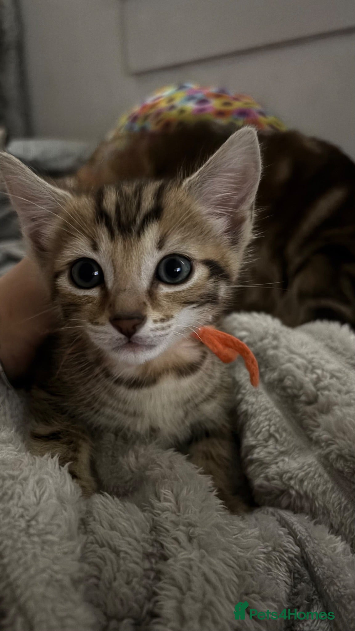 Bengal cats URGENT! Last Bengal kitten looking for home asap - Advert 4