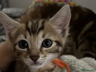 Bengal cats URGENT! Last Bengal kitten looking for home asap - Advert 4