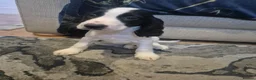 Cocker Spaniel dogs for sale: Stunning Show Cocker litter of 6 in Ipswich - Advert 7