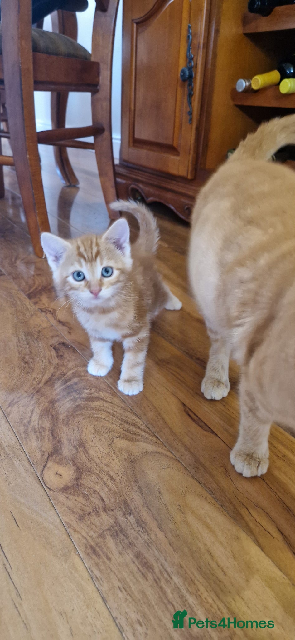 Domestic Shorthair cats for sale: Domestic Shorthair Kittens (3 males, 1 female) - Advert 5